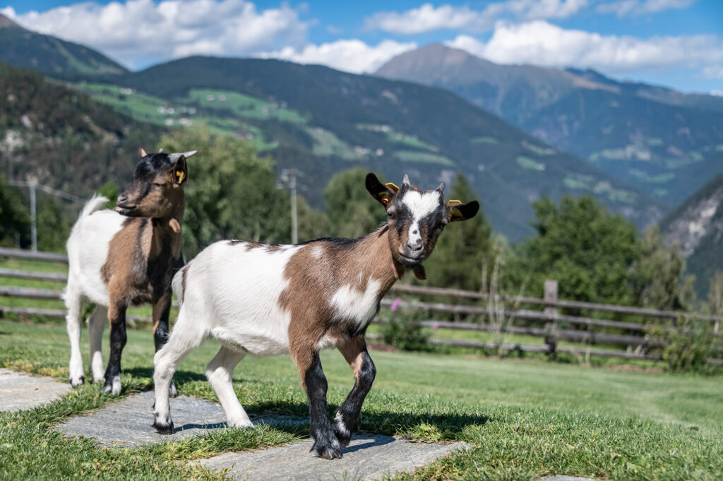 Dilia Dolomites Streichelzoo